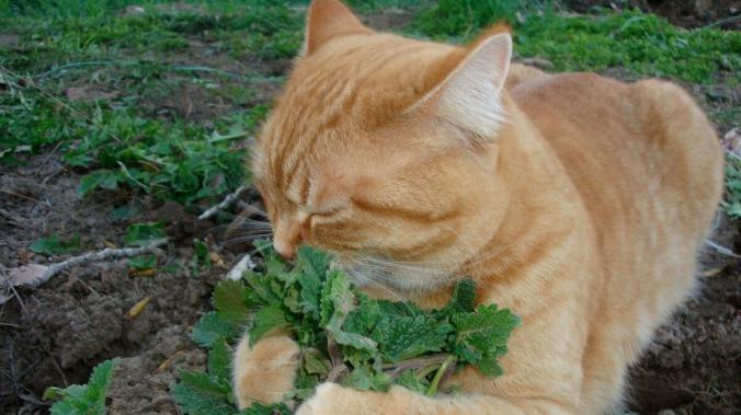 Японские биологи объяснили тягу домашних питомцев к кошачьей мяте