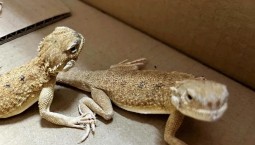 Россиянка пыталась вывезти из Германию 116 ящериц