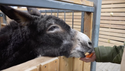 Ослик Жорик поселился в московском зоопарке 