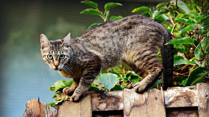 Ученые выяснили, где гуляют домашние кошки