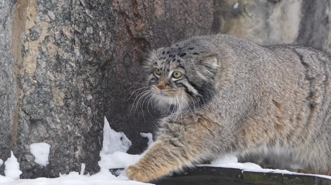 Манул Тимофей прогулялся по своим владениям и добыл перепёлку
