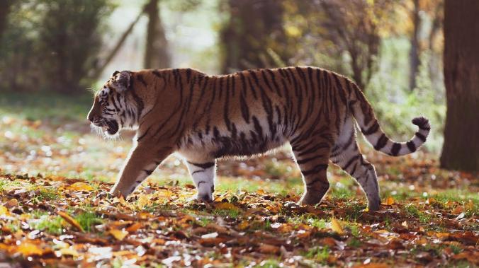 В России учтут всех амурских тигров