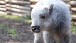 В Вотчине Деда Мороза у пары яков родился детёныш