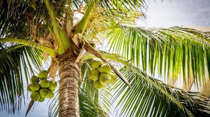 Сингапурские ученые создали заменитель пальмового масла из водорослей