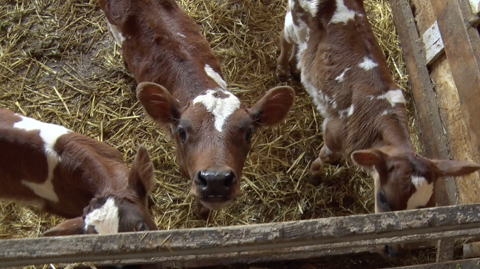 В Севастополе принят закон о компенсации за изъятый скот
