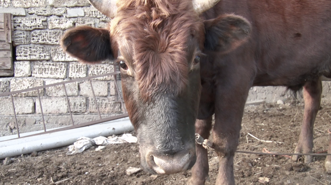 По Чернобыльской зоне гуляет стадо дисциплинированных диких коров