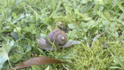 В Новой Зеландии редкой улитке-левше ищут партнёра