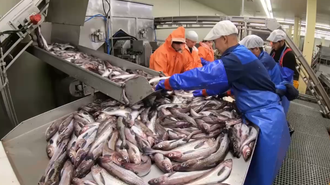 Рыбаки добыли рекордные 4,3 млн тонн водных биоресурсов