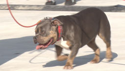  Пёс Владыки Тихона открыл выставку собак в Новом Херсонесе