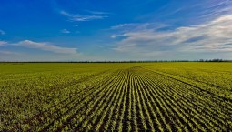 В Крыму перевыполнен план по севу озимых на 2026 год