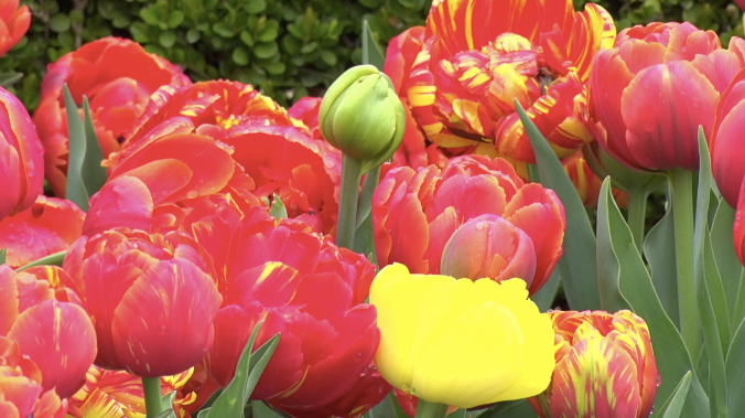 На клумбах Севастополя распустятся 569000 цветов