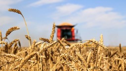 Пасечник: в ЛНР собрали больше 90% урожая зерновых