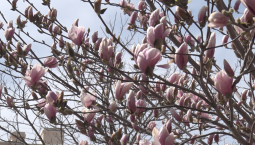 В центре Севастополя распустилась магнолия