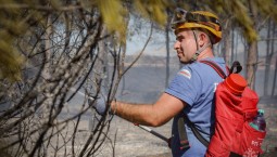 Последствия пожара на лесном участке в Севастополе ликвидируют