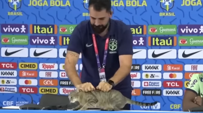 Бразильская конфедерация футбола получила иск на 200 тысяч долларов за грубое обращение с котом