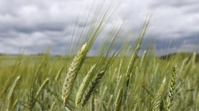 Херсонские аграрии начали поставки зерна в Россию