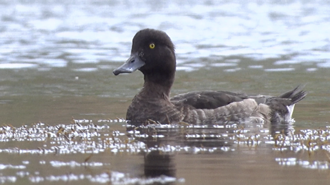 1 апреля отмечается Международный день птиц