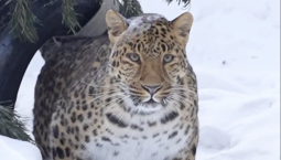 Красавец-леопард наслаждается сибирской зимой