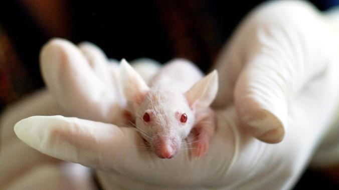 Гель из белковых единиц помог парализованным мышам вернуть подвижность 