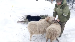В Московском зоопарке овечки учатся ладить с людьми