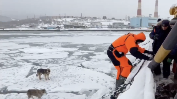 На Камчатке спасли собак, дрейфовавших на льдине