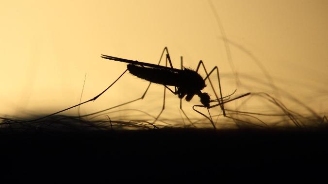 Профессор Никифоров рассказал, какие инфекции переносят насекомые в России