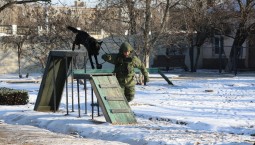 Четвероногие сапёры: в Ростовской области собак учат искать взрывчатку