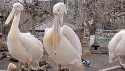 В Бахчисарае пеликаны «надели» розовый наряд
