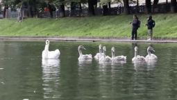 Лебеди с Патриарших прудов уедут в Брянскую область