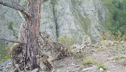 Шесть котят снежного барса попали в фотоловушку в Красноярском крае