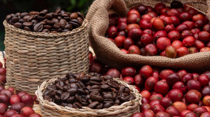 Nature: Кофе может стать дефицитным продуктом из-за климатических изменений