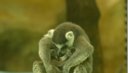 Семейство лемуров показали в Новосибирском зоопарке