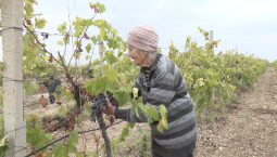В Севастополе 63 года трудится на виноградниках Надежда Семыкина