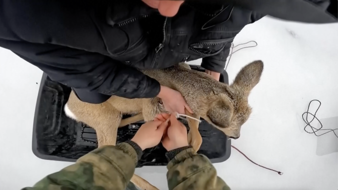 Рыбаки в Сибири спасли более десятка косулей