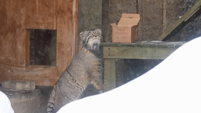 Манулу Тимоше доставили вкусное угощение «на дом»