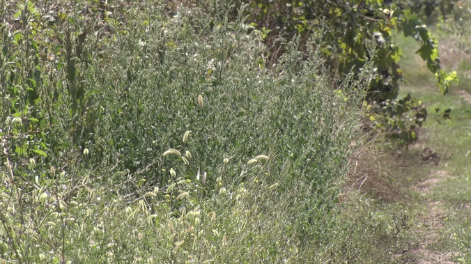 На покос травы в Каче летом не хватило денег ::Первый Севастопольский