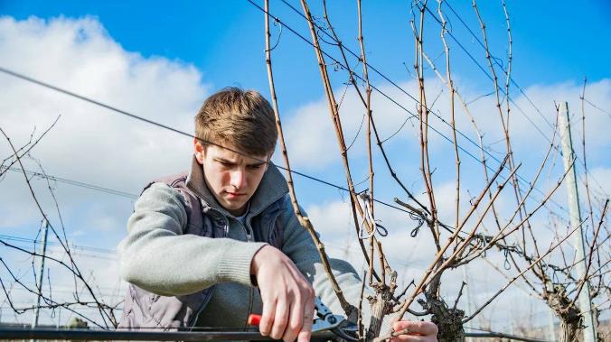 Виноградники Севастополя готовят к новому сезону