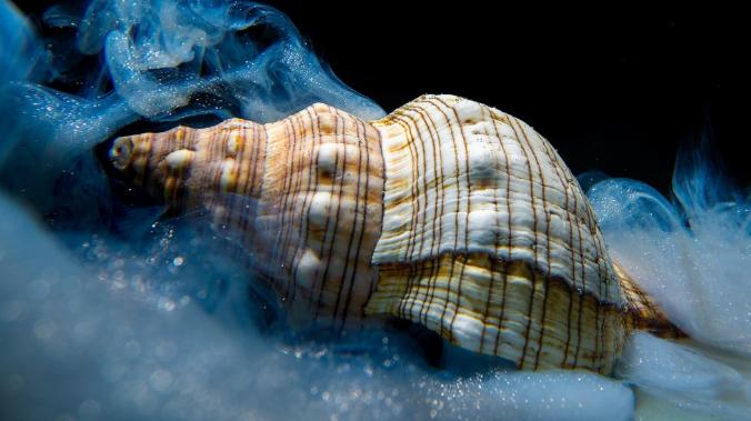 Ученые проанализировали условия придонных вод Атлантики за 500 тысяч лет