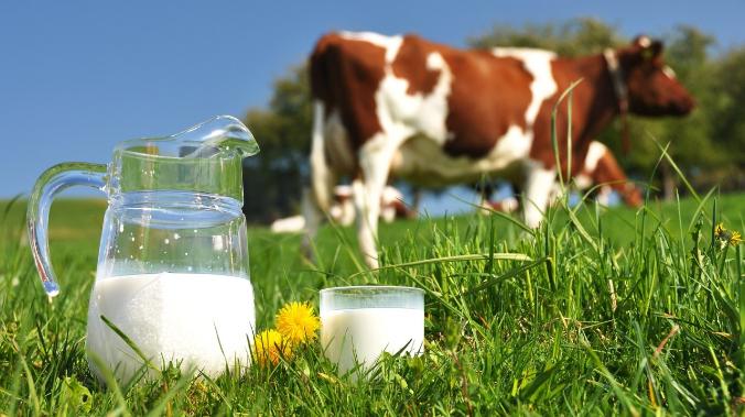 Кубанские ученые разработали метод производства гипоаллергенного молока