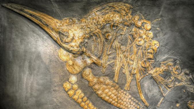 В Колумбии нашли останки нового вида ихтиозавра