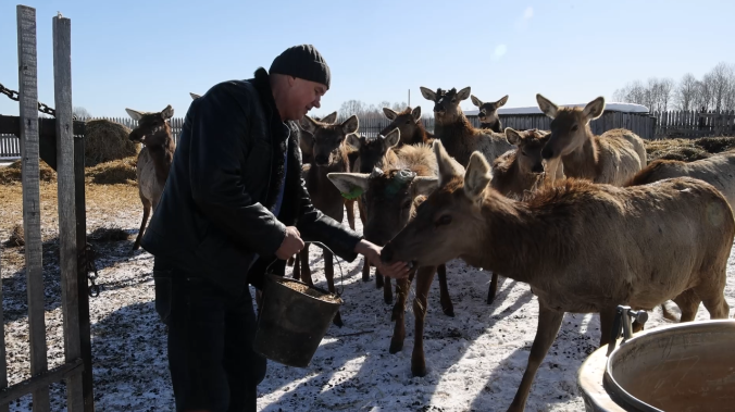 В Омской области из рогов маралов делают настойки