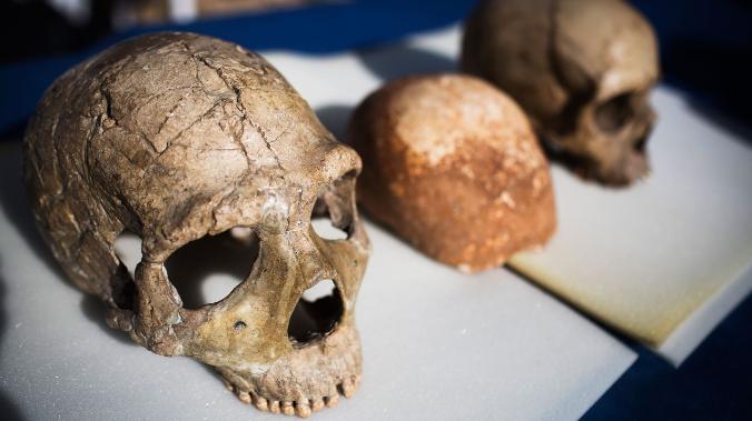 Мозг человека не уменьшался в размерах как минимум 3000 лет