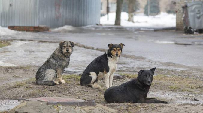 В Испании кошек и собак приравняли к членам семьи