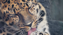 В зоопарке Москвы показали, как умывается леопард
