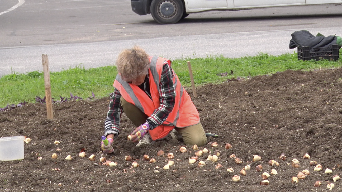 У автовокзала Севастополя высаживают тюльпаны