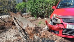 УК «Центр» внесли представление из-за падения дерева