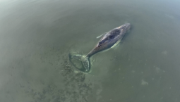 В Германии проходит операция по спасению кита Тимми