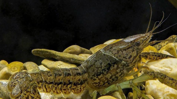 Мраморного рака обнаружили в реках Крыма 