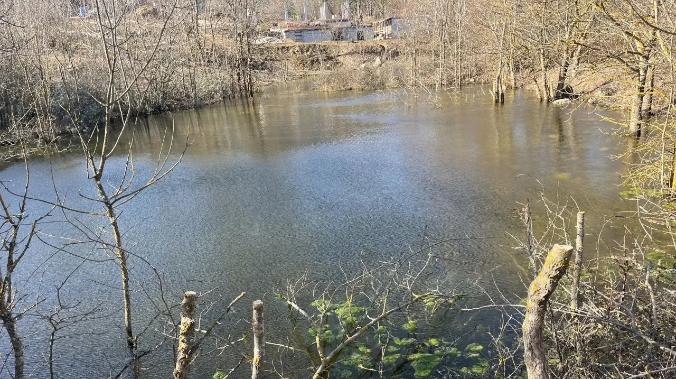 В Севастополе возбуждено дело из-за незаконной рубки леса