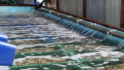 Ферма Севастополя соберёт до 60 тонн устриц